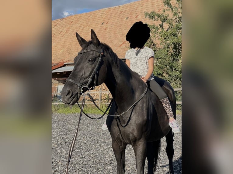 Hannover Castrone 20 Anni 165 cm Morello in Kitzingen