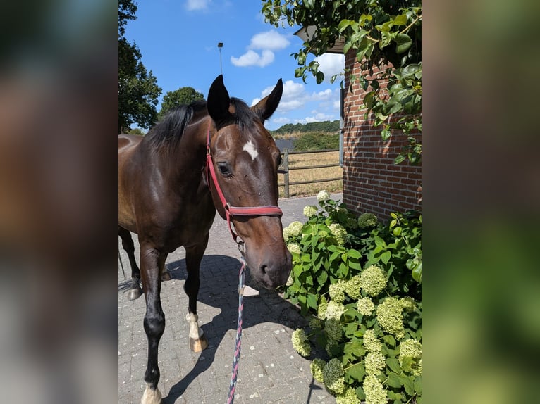 Hannover Castrone 20 Anni 170 cm Baio scuro in Essen