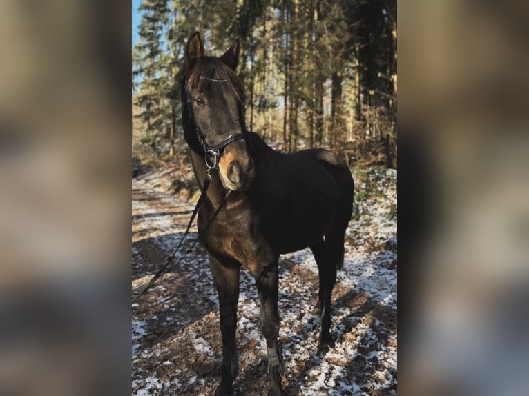 Hannover Castrone 22 Anni 163 cm Baio in Hohenstein-Ernstthal