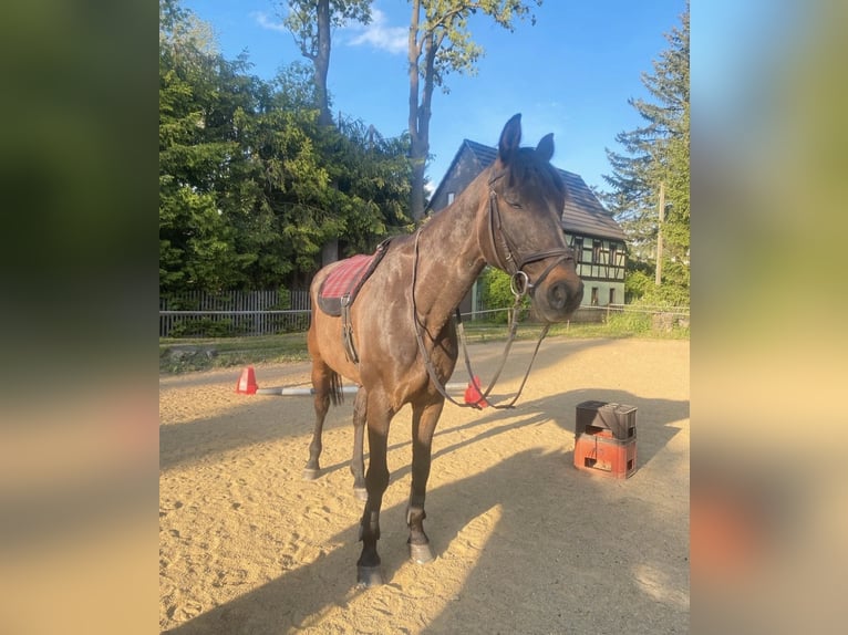 Hannover Castrone 22 Anni 163 cm Baio in Hohenstein-Ernstthal