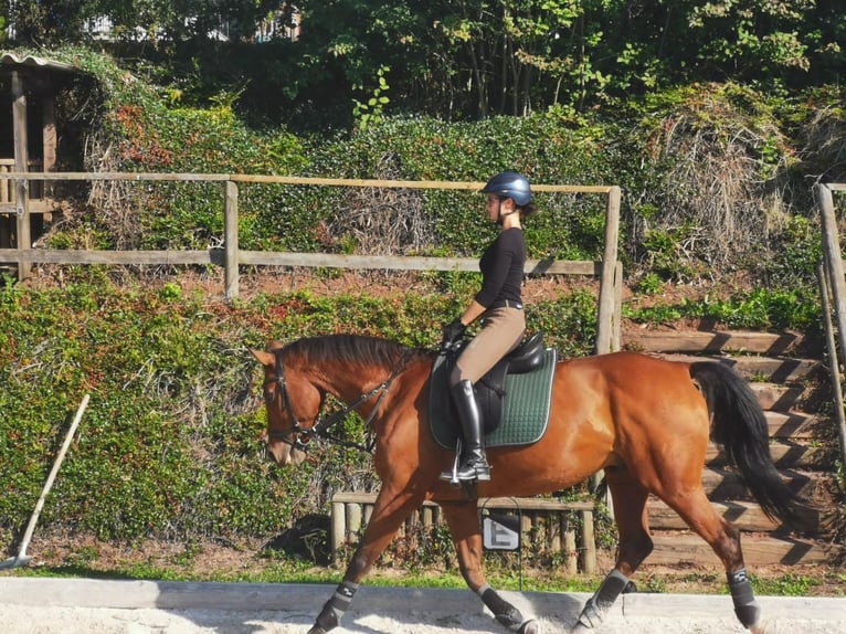 Hannover Castrone 22 Anni 164 cm Baio in Bad Wildungen