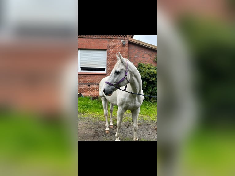Hannover Castrone 22 Anni 166 cm Grigio in Wingst