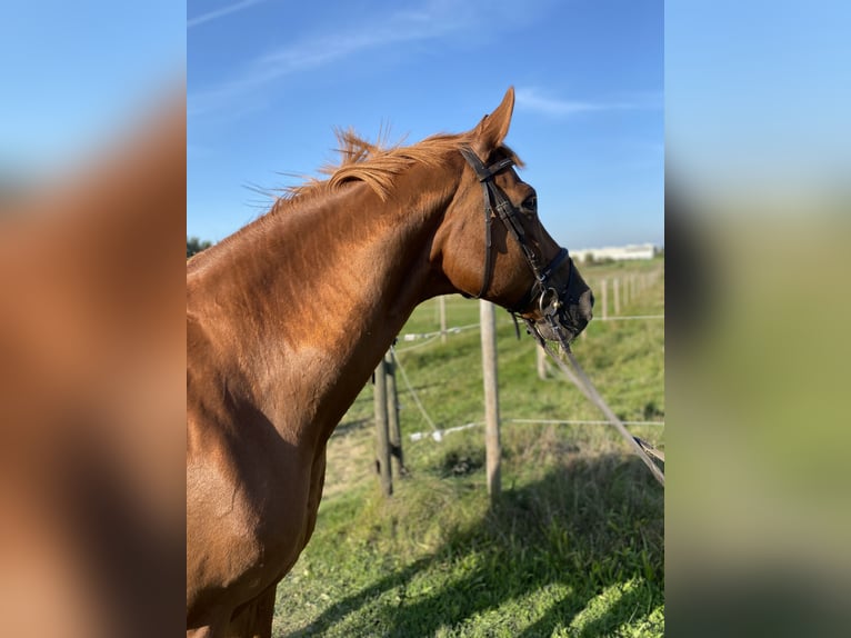 Hannover Castrone 22 Anni 168 cm Sauro in Biberach an der Riß