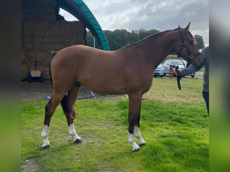 Hannover Castrone 2 Anni 154 cm Baio in Zernien