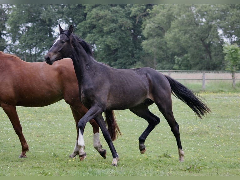 Hannover Castrone 2 Anni 164 cm Baio scuro in Clenze OT Guhreitzen