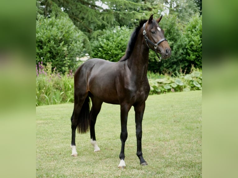 Hannover Castrone 2 Anni 165 cm Morello in Duisburg