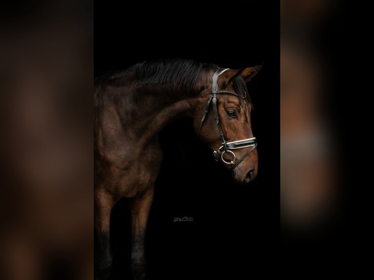 Hannover Castrone 2 Anni 168 cm Baio in Bad Pyrmont