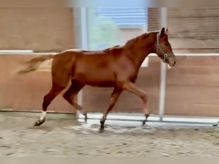 Hannover Castrone 2 Anni 168 cm Sauro in Bad Oldesloe