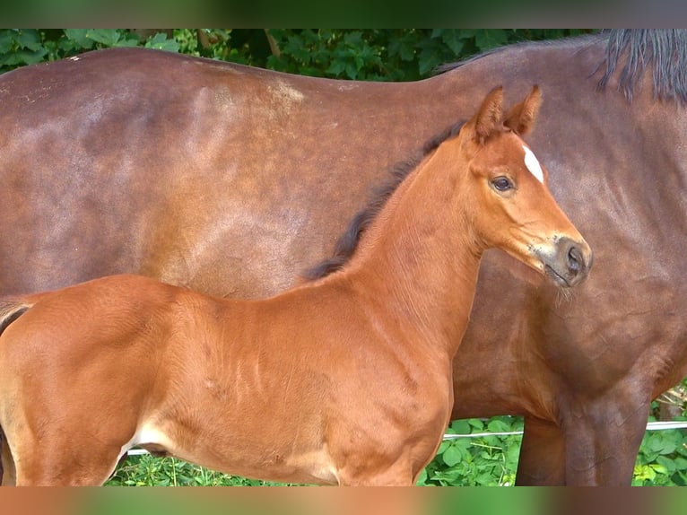 Hannover Castrone 2 Anni 170 cm Baio in Ratekau