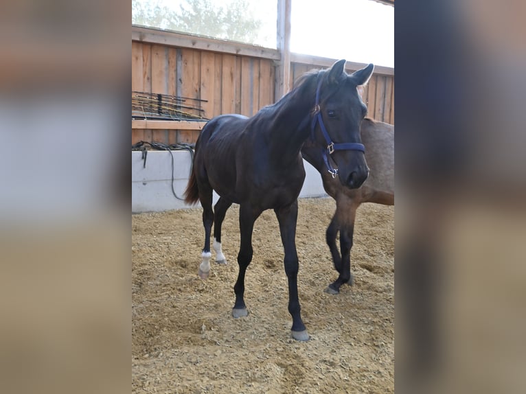 Hannover Castrone 2 Anni 170 cm Baio nero in Kautzen