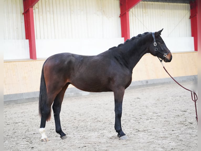 Hannover Castrone 2 Anni 170 cm Baio scuro in Hohenfelde