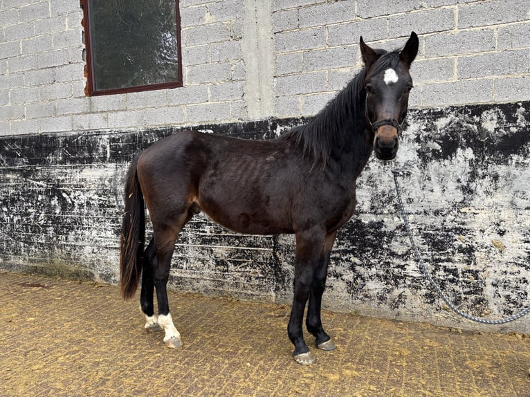 Hannover Castrone 2 Anni 170 cm Baio scuro in Brechen