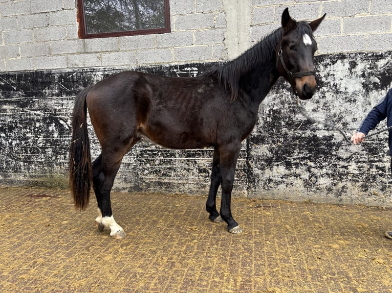 Hannover Castrone 2 Anni 170 cm Baio scuro in Brechen