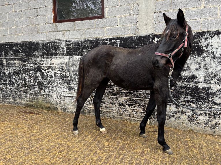 Hannover Castrone 2 Anni 170 cm Morello in Brechen