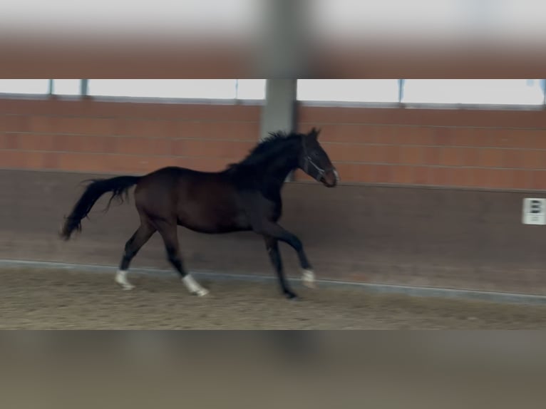 Hannover Castrone 2 Anni 172 cm Baio in Langwedel