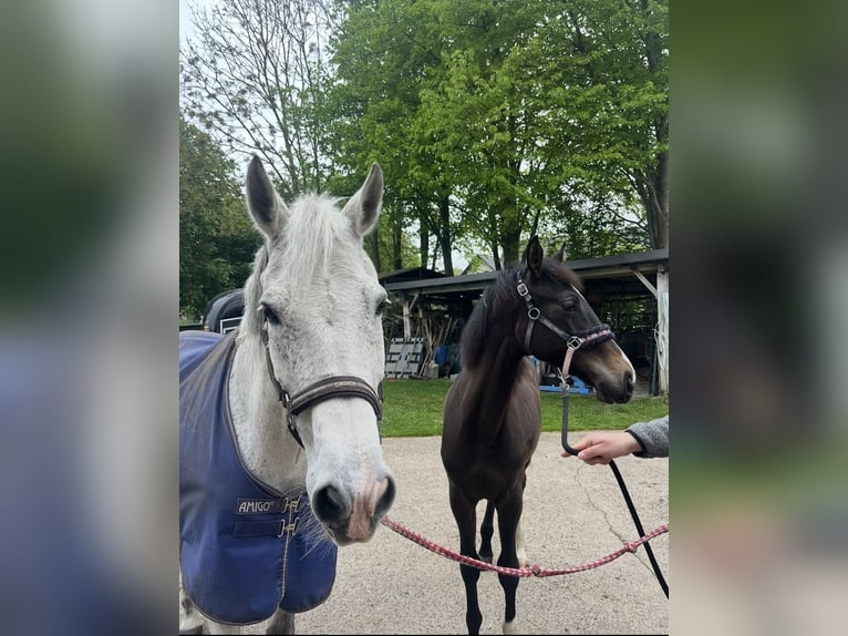 Hannover Castrone 2 Anni Baio nero in Minden