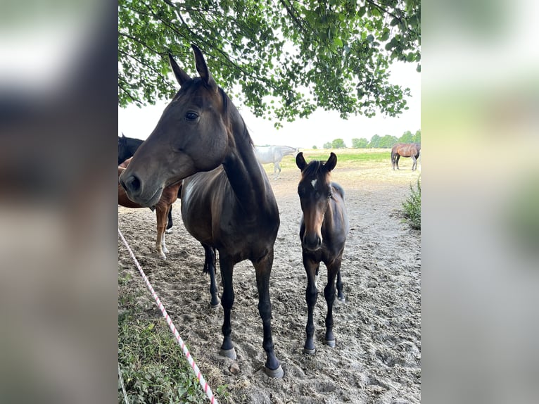 Hannover Castrone 2 Anni Baio scuro in Aulosen