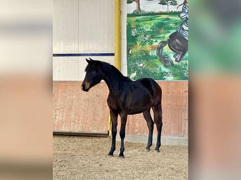 Hannover Castrone 2 Anni Baio scuro in Rees