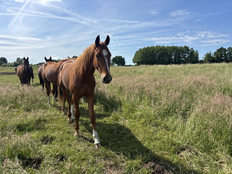 Hannover Castrone 2 Anni Sauro in Hohnstorf (Elbe)