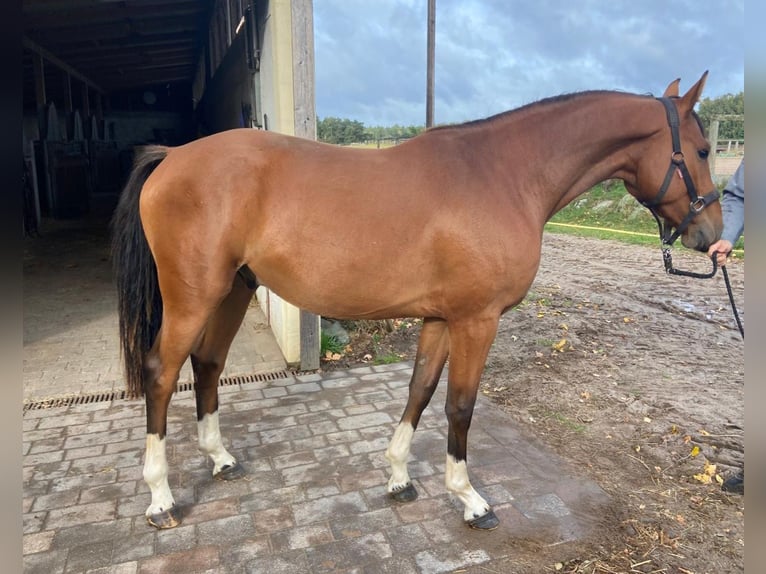 Hannover Castrone 3 Anni 154 cm Baio in Zernien