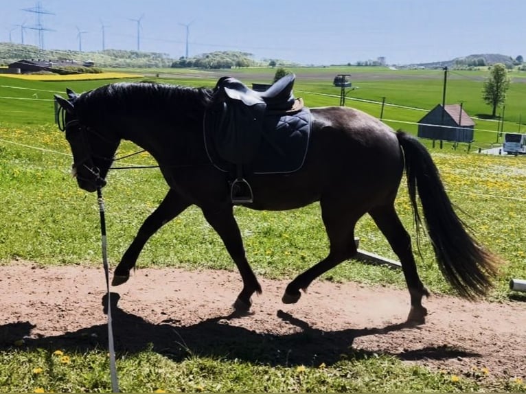 Hannover Mix Castrone 3 Anni 155 cm Morello in Brilon