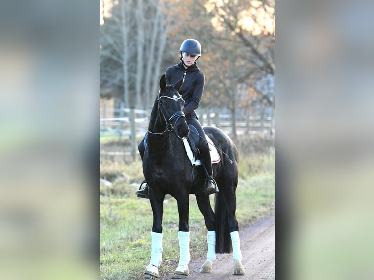 Hannover Castrone 3 Anni 157 cm Morello in Kamern