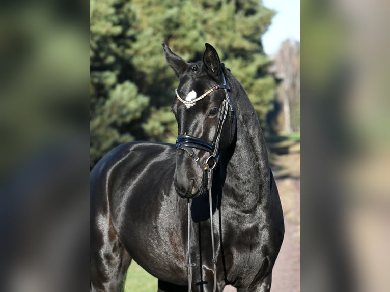 Hannover Castrone 3 Anni 157 cm Morello in Kamern