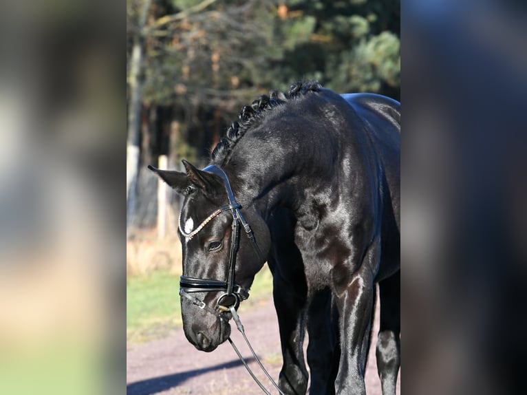 Hannover Castrone 3 Anni 157 cm Morello in Kamern