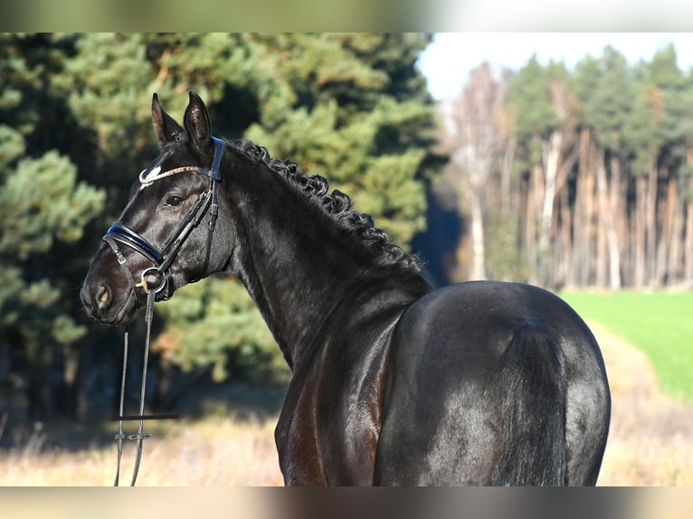 Hannover Castrone 3 Anni 157 cm Morello in Kamern