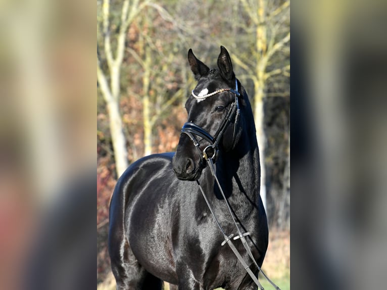 Hannover Castrone 3 Anni 157 cm Morello in Kamern