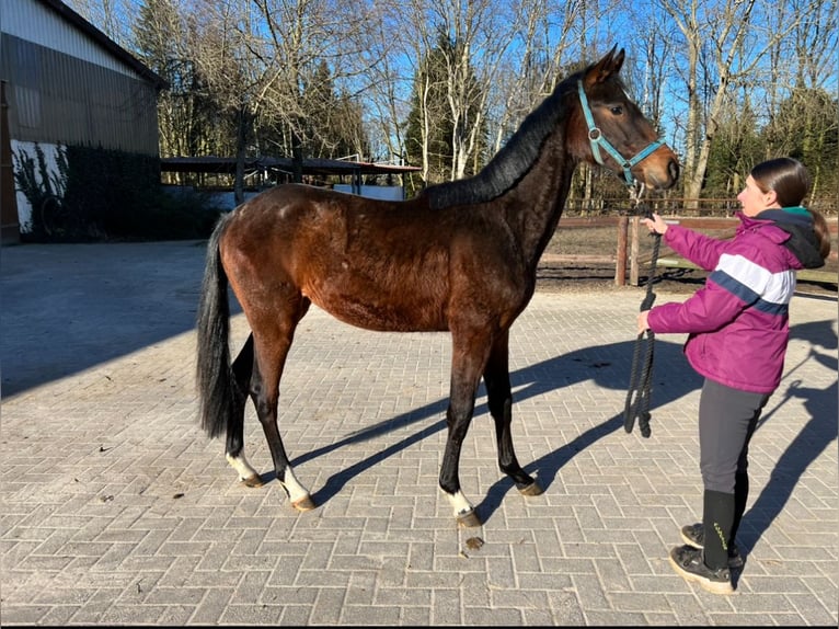 Hannover Castrone 3 Anni 160 cm Baio in Verden (Aller)