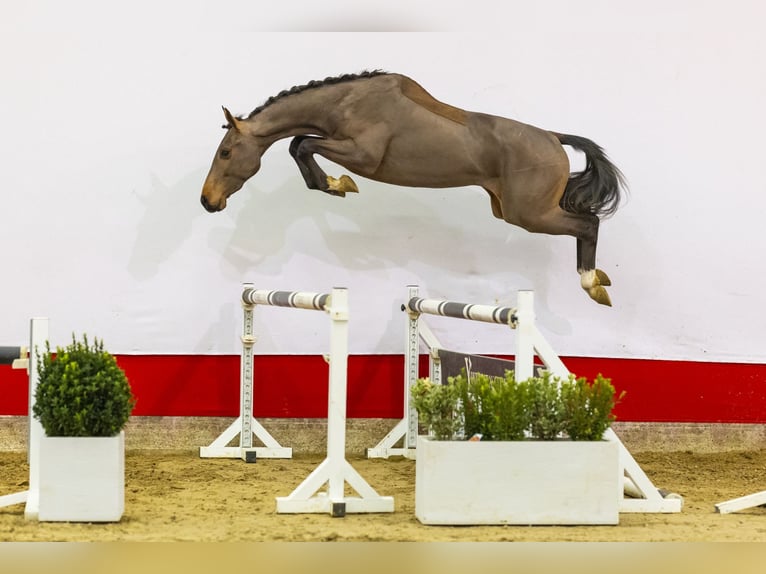 Hannover Castrone 3 Anni 160 cm Baio in Waddinxveen