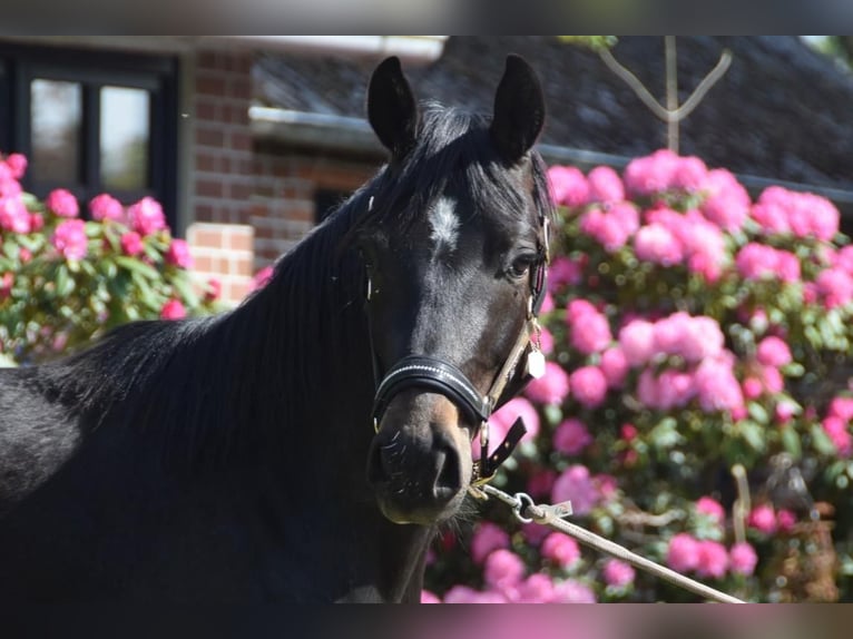 Hannover Castrone 3 Anni 160 cm Morello in Osten