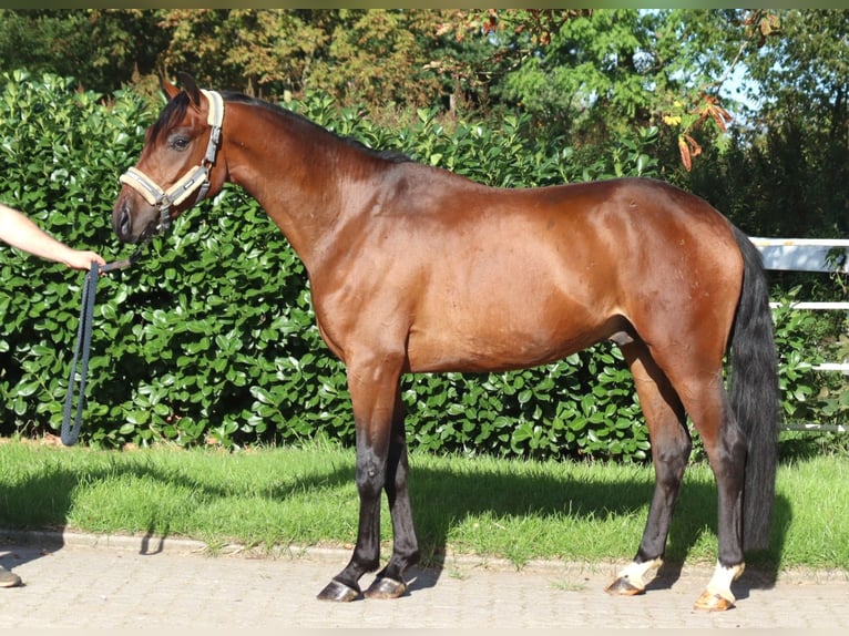 Hannover Castrone 3 Anni 162 cm Baio in Selsingen