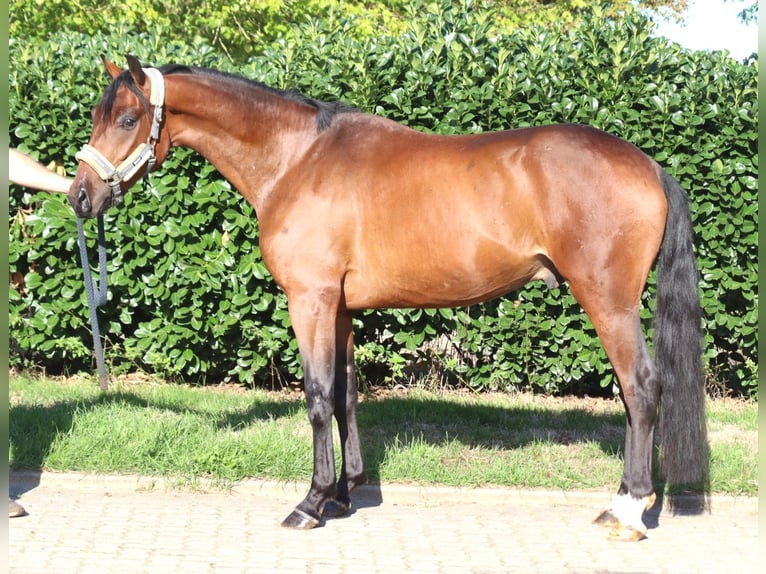 Hannover Castrone 3 Anni 162 cm Baio in Selsingen