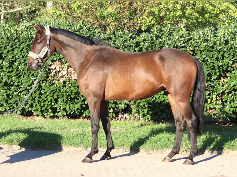 Hannover Castrone 3 Anni 162 cm Baio in Selsingen