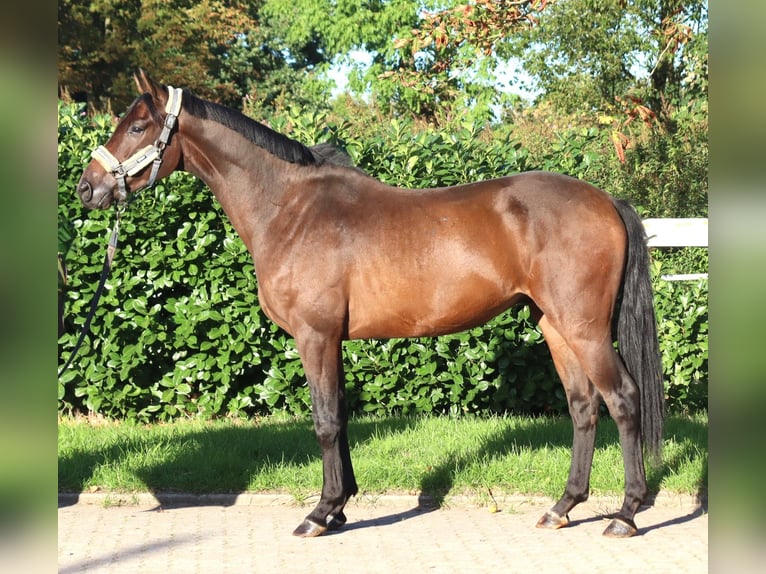 Hannover Castrone 3 Anni 162 cm Baio in Selsingen