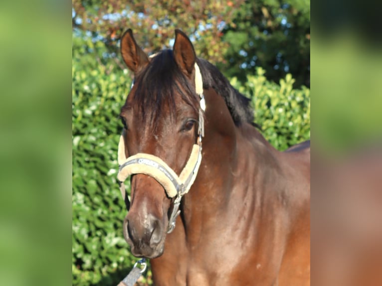 Hannover Castrone 3 Anni 162 cm Baio in Selsingen