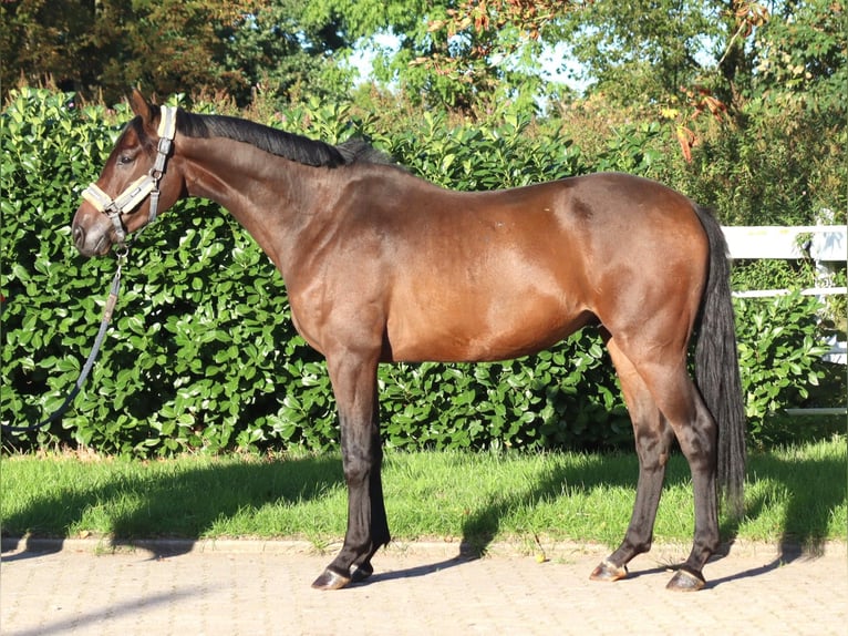 Hannover Castrone 3 Anni 162 cm Baio in Selsingen