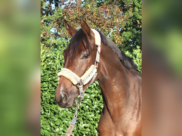 Hannover Castrone 3 Anni 162 cm Baio in Selsingen