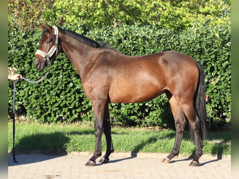 Hannover Castrone 3 Anni 162 cm Baio in Selsingen