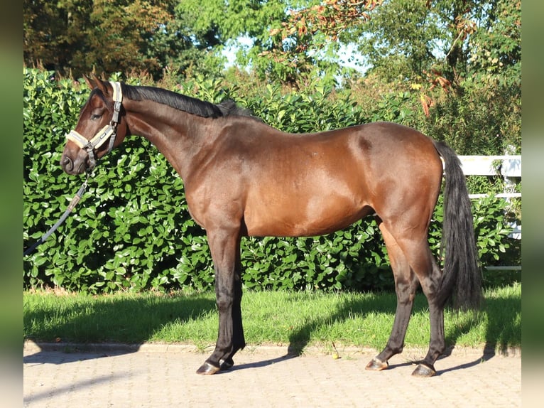 Hannover Castrone 3 Anni 162 cm Baio in Selsingen