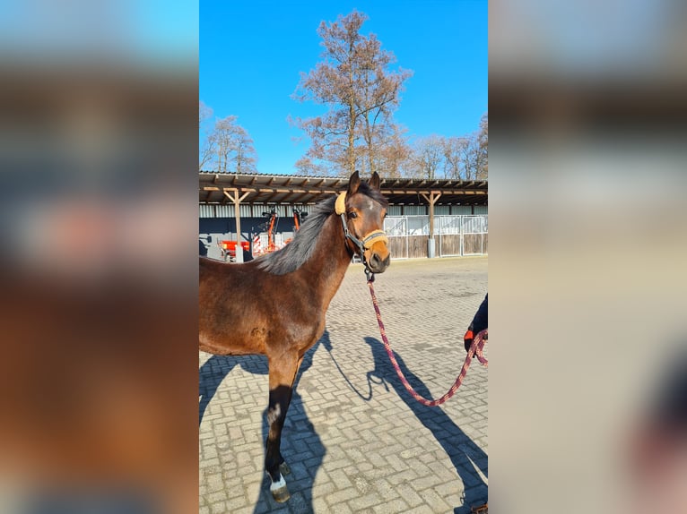 Hannover Castrone 3 Anni 162 cm Baio in Oyten