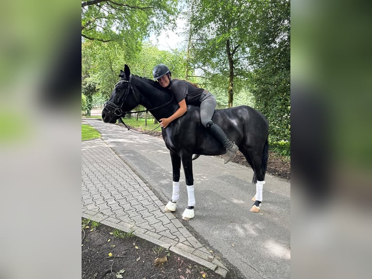Hannover Castrone 3 Anni 162 cm Morello in Fürstenau
