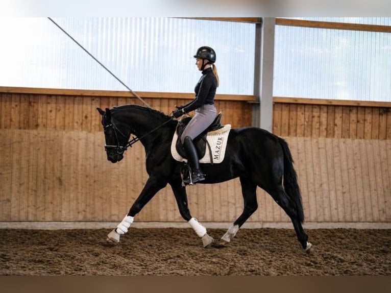Hannover Castrone 3 Anni 162 cm Morello in Fürstenau