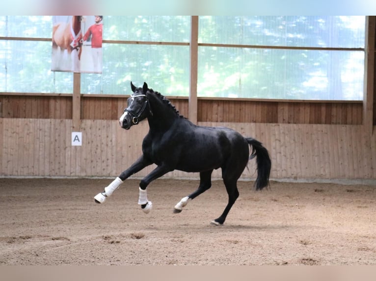 Hannover Castrone 3 Anni 162 cm Morello in Fürstenau