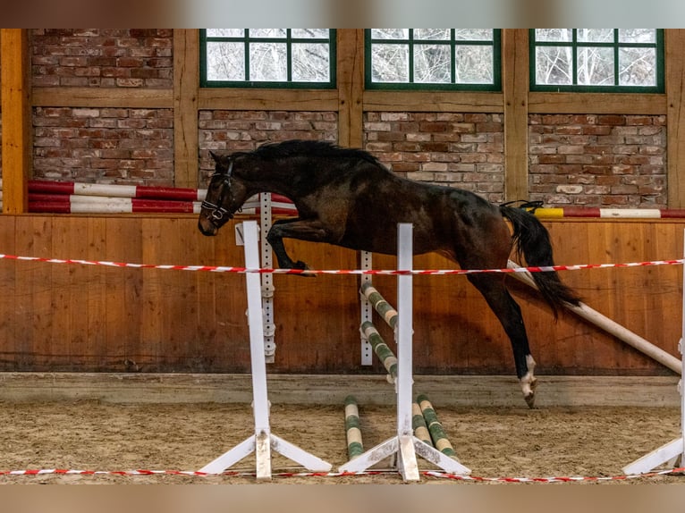 Hannover Castrone 3 Anni 163 cm Baio in Hanstedt