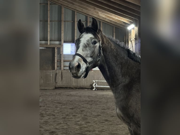 Hannover Castrone 3 Anni 163 cm Grigio in Wahrenholz