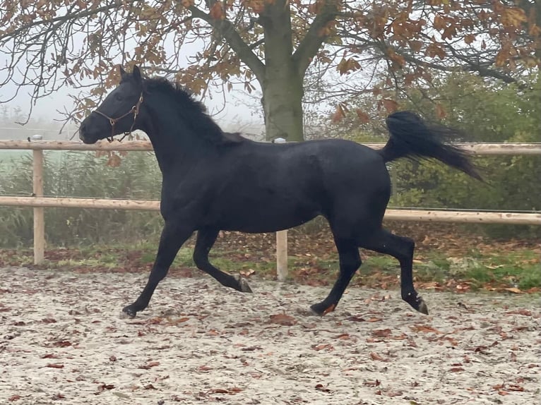 Hannover Castrone 3 Anni 163 cm Morello in Krummh&#xF6;rn Rysum