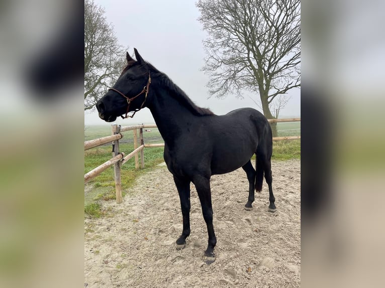 Hannover Castrone 3 Anni 163 cm Morello in Krummh&#xF6;rn Rysum